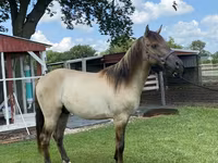 Hengst, Rocky Mountain Horse — Foto 6
