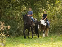 Hingst, Friesian — foto 2