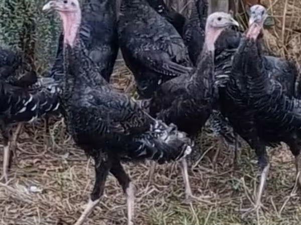 Turkeys
