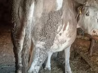 Krowa, Simmental cattle — zdjęcie 2