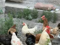 Chickens — تصویر 2