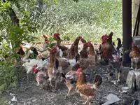 Chickens — fotografija 3