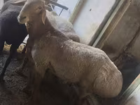 Խոյ, Rhon sheep — լուսանկար 2