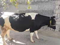 Cow, Russian Black pied cattle — photo 4