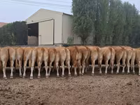 ላም, Limousin cow — ፎቶ 4