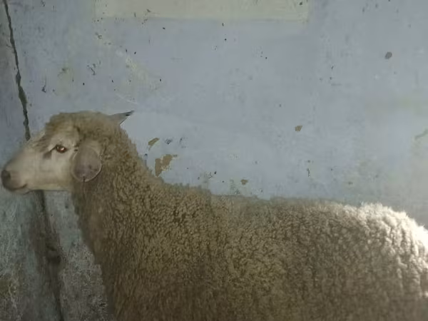 Bélier, Assaf sheep