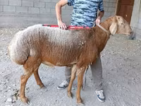 Ovce, Hissar sheep — foto 1