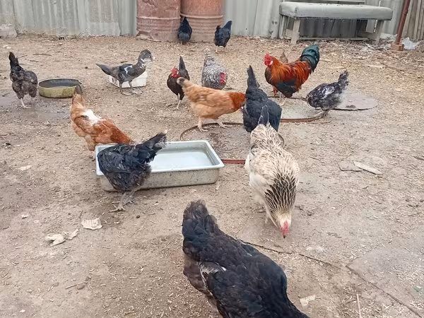 Chickens