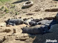 Babi hutan, Вьетнамская вислобрюхая — foto 4