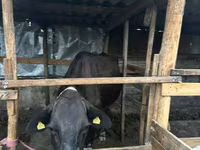 Krava, Swiss cattle — foto 3