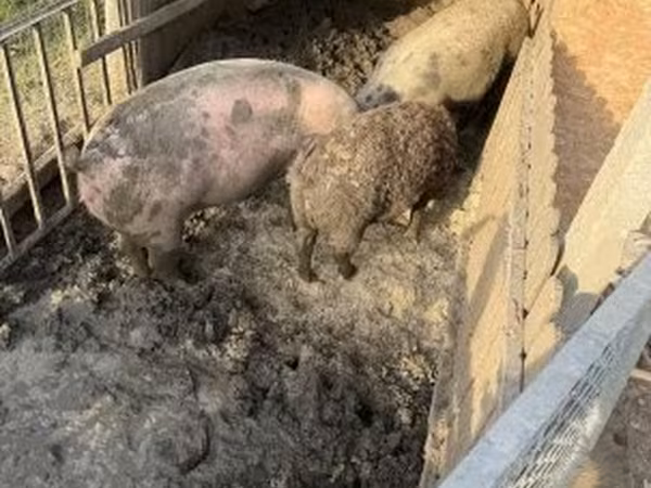 Babi betina, Мангалица