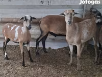 Pecora, Cameroon sheep — foto 2