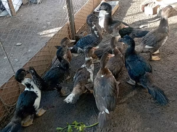 ዶማስቲክ ሙስኮቪ