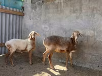 Juh, Arashan sheep — 5. fotó