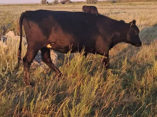 Lo’, Cattle