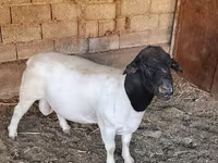 Berbec, Dorper sheep — foto 3