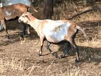 میش, Cameroon sheep — عکس 3