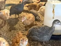 Chickens — foto 3