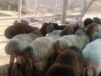 Beran, Arashan sheep — foto 2