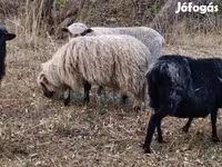 Widder, Racka sheep — Foto 1