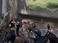 Chickens — ảnh 3
