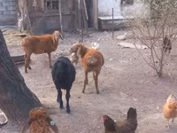 Oveja, Ovejas — foto 5