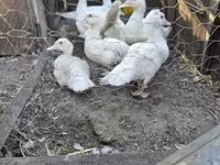 Ducks — снимка 1