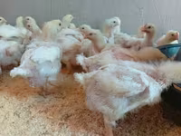 Chickens — foto 1