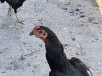 Chickens — Foto 1