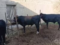 گاو و گوساله (گروه، جنسیت مشخص نشده), گاو — عکس 4