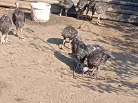 Turkeys — รูปภาพ 3