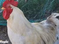 Chickens — foto 1
