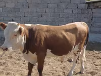 公牛, Swiss cattle — 照片 2