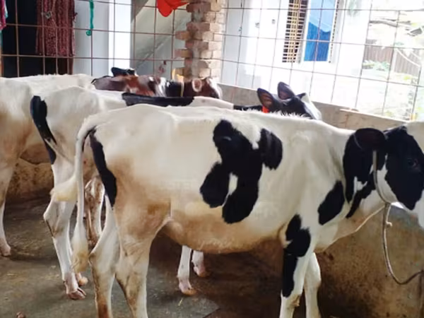 Cow, Holstein breed — Bangladesh