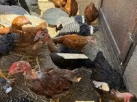 Chickens — foto 7
