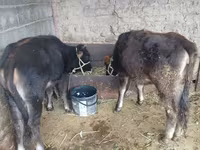 Sapi, Cattle — foto 4