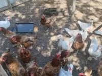 Ducks — عکس 2