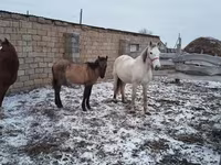 ሴት ፈረስ, Horses — ፎቶ 2