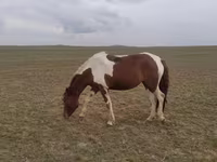 مادیان, اسب — عکس 2