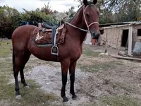 ม้าตัวผู้, Thoroughbred horse — รูปภาพ 1