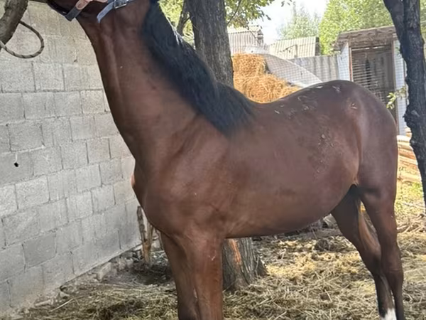 Horse (M), Horses — Kyrgyzstan