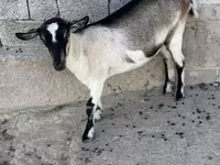 بز ماده, Alpine goat — عکس 2