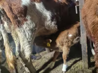 گاو ماده, Latvian Blue cattle — عکس 3