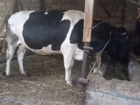 วัวตัวเมีย, Russian Black pied cattle — รูปภาพ 7