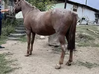مادیان, Kazakh horse — عکس 5