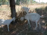Capră, Capre — foto 5