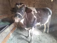 Toro, Russian Black pied cattle — foto 3