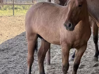 Cal, Mugalzhar horse — foto 6