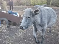 Mucca, Bovini — foto 5