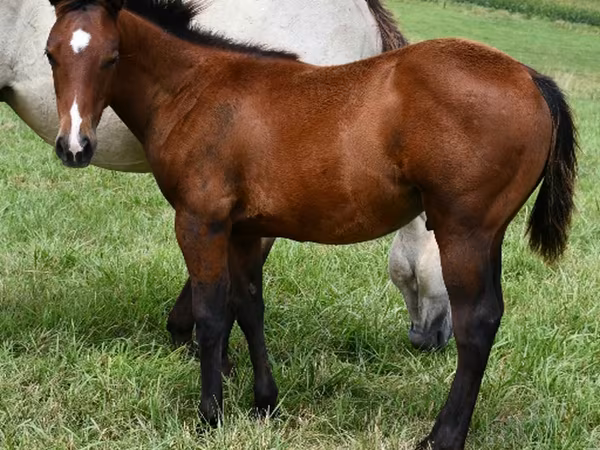 ፈረስ, Quarter Horse — ዩናይትድ ስቴትስ